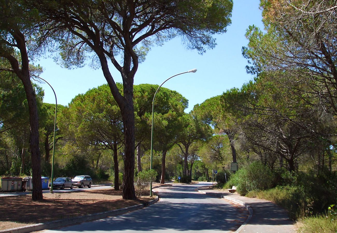 Marina di Grosseto - Die langen Alleen im Schatten von Kiefern