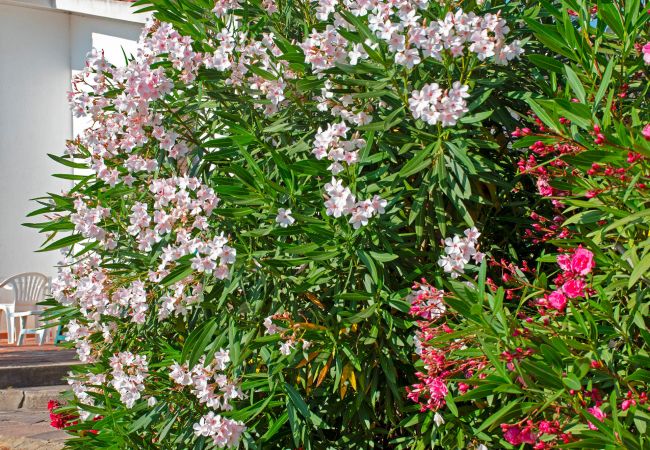 Chalet in Capoliveri - Villetta Paola Isola d'Elba Chalet in Capoliveri - Villetta Paola Isola d'Elba