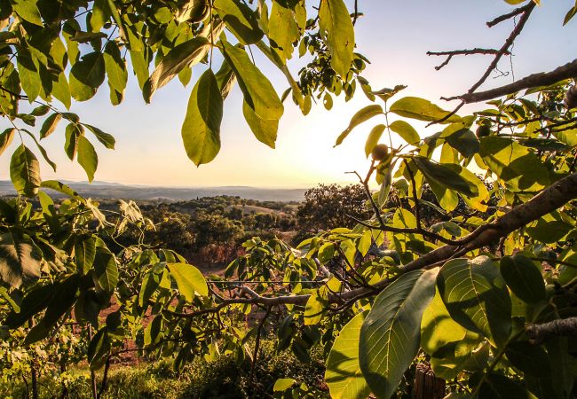 House in Scansano - Casa Barbara con vista panoramica House in Scansano - Casa Barbara con vista panoramica