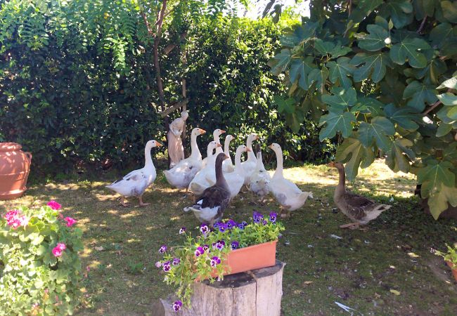 House in Scansano - Casa Barbara con vista panoramica House in Scansano - Casa Barbara con vista panoramica